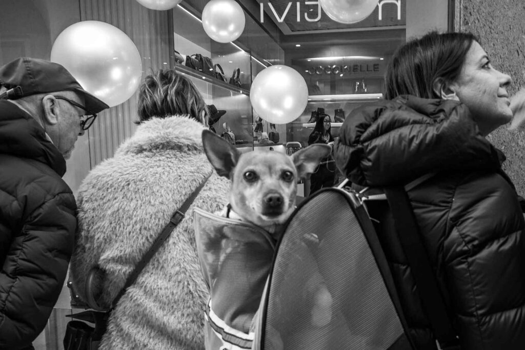 Un cagnolino fa capolino dallo zaino della sua padrona. Street Photography, Black and White.