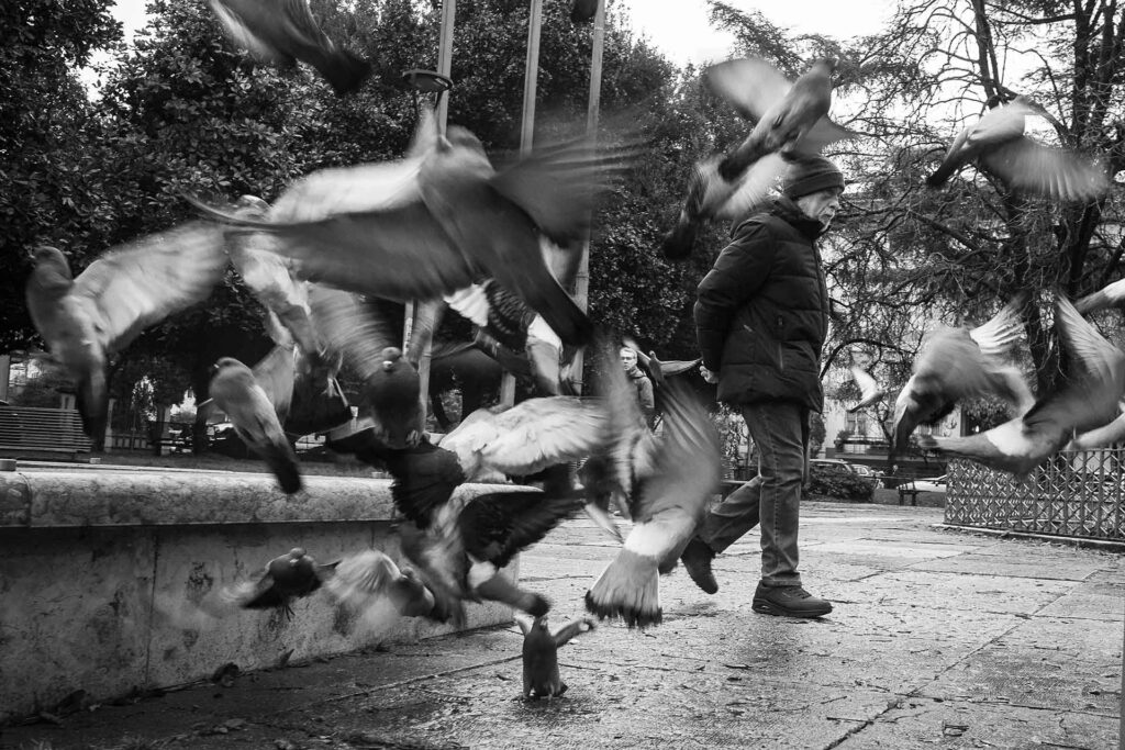 Uno stormo di colombi si alza in volo al passaggio di un uomo ai giardini. Street Photography, Black and White.